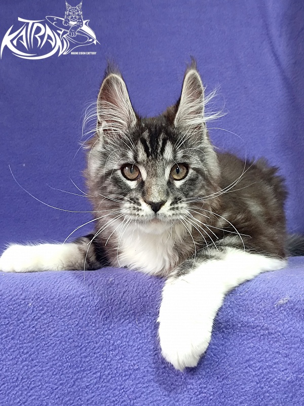 Katran Ozzy - Kitten maine-coon 2 months 3 weeks