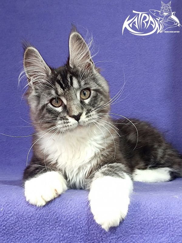 Katran Ozzy - Kitten maine-coon 2 months 3 weeks