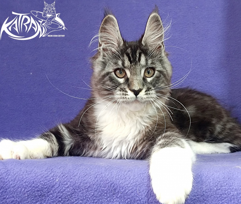 Katran Ozzy - Kitten maine-coon 2 months 3 weeks
