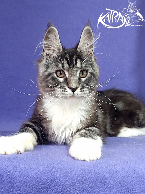 Katran Ozzy - Kitten maine-coon 2 months 3 weeks