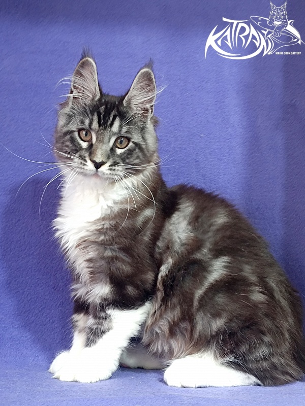 Katran Ozzy - Kitten maine-coon 2 months 3 weeks