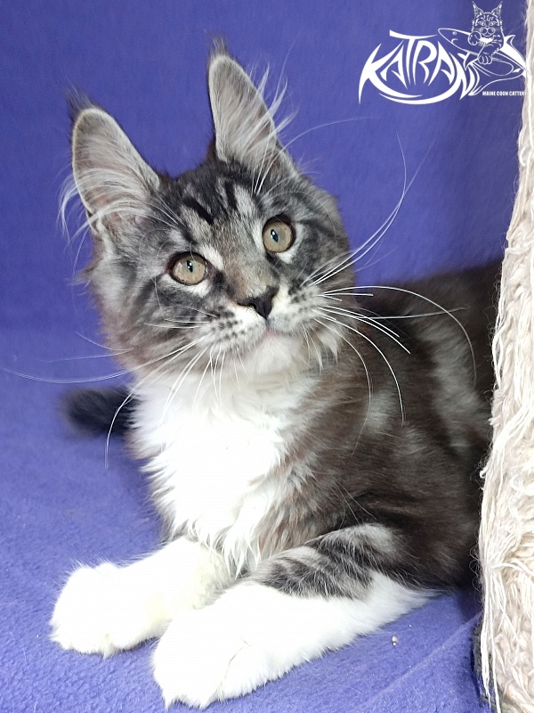 Katran Ozzy - Kitten maine-coon 2 months 3 weeks