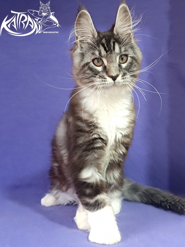 Katran Ozzy - Kitten maine-coon 2 months 3 weeks
