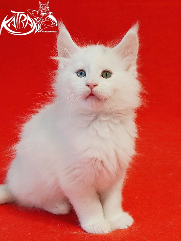 Katran Porsche - Kitten maine-coon 1 month 1.5 week