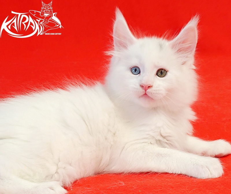 Katran Porsche - Kitten maine-coon 1 month 1.5 week