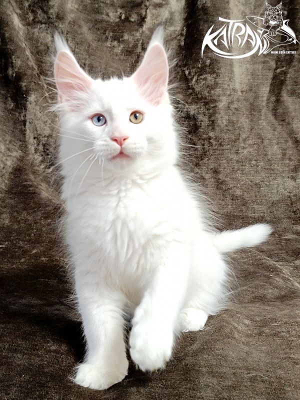 Katran Porsche - Kitten maine-coon 2 months