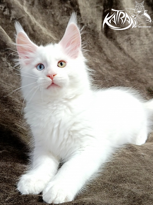 Katran Porsche - Kitten maine-coon 2 months