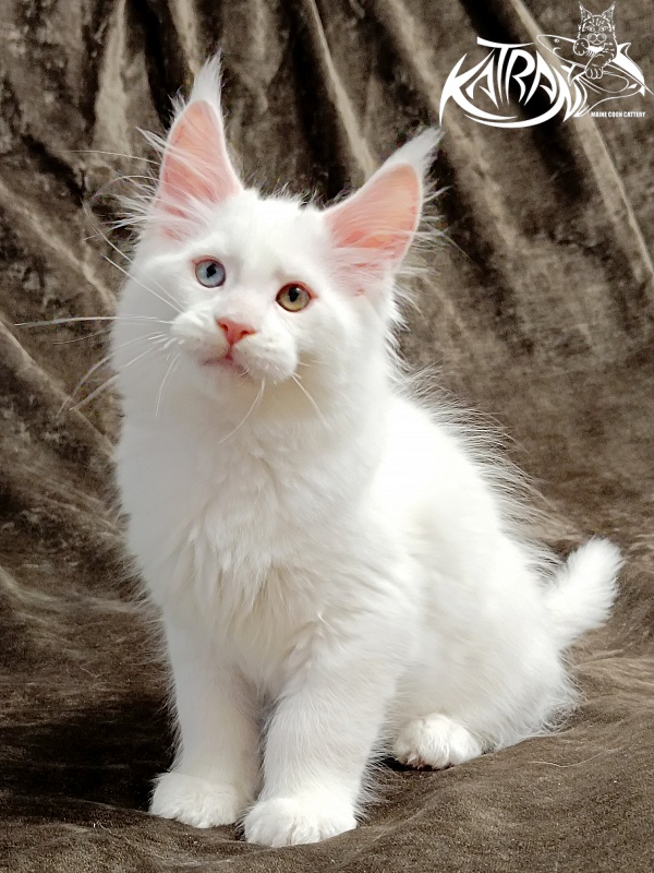 Katran Porsche - Kitten maine-coon 2 months