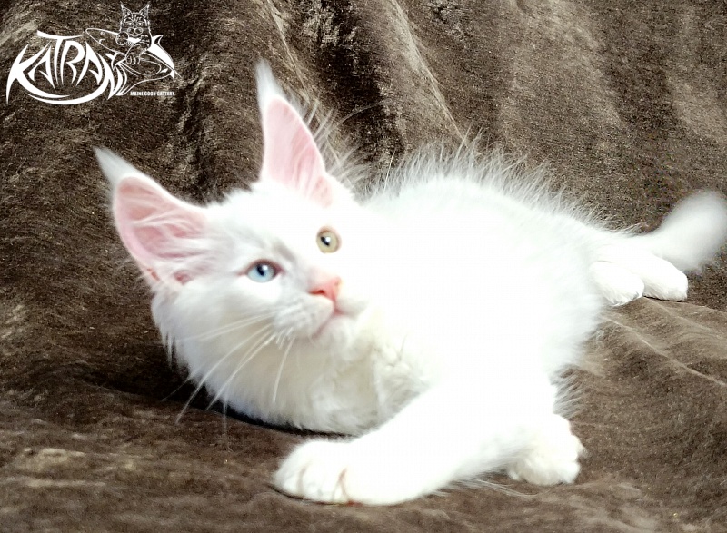 Katran Porsche - Kitten maine-coon 2 months