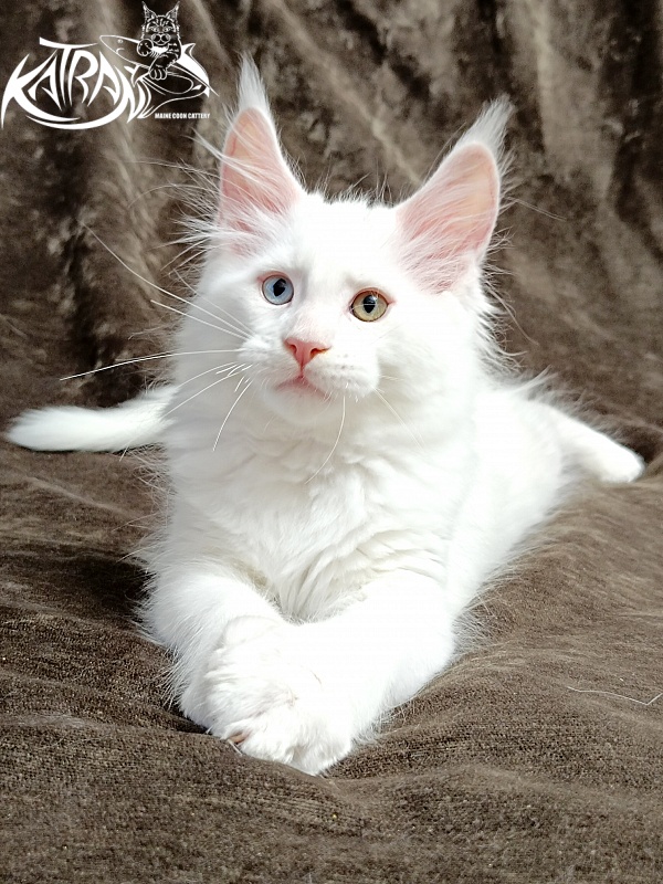 Katran Porsche - Kitten maine-coon 2 months