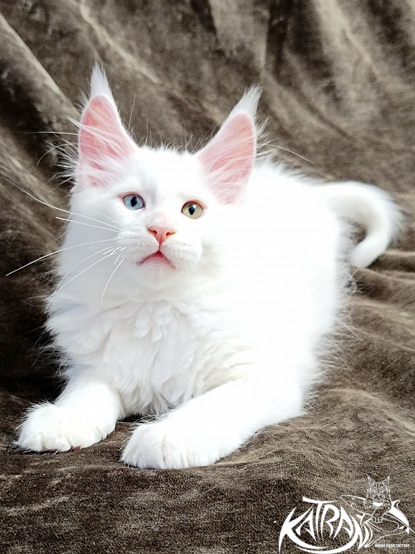 Katran Porsche - Kitten maine-coon 2 months