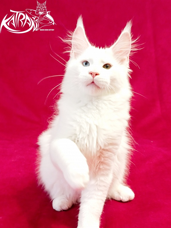 Katran Porsche - Kitten maine-coon 3 months