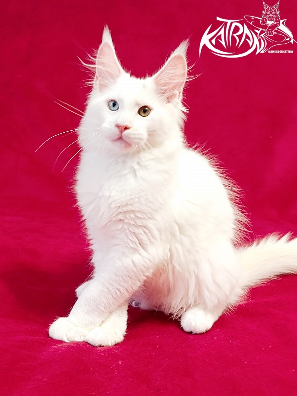 Katran Porsche - Kitten maine-coon 3 months