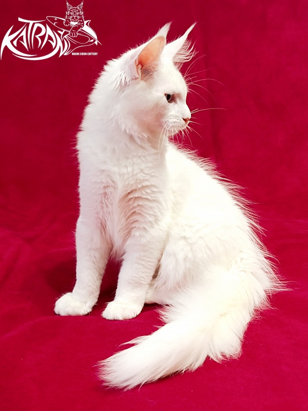 Katran Porsche - Kitten maine-coon 3 months