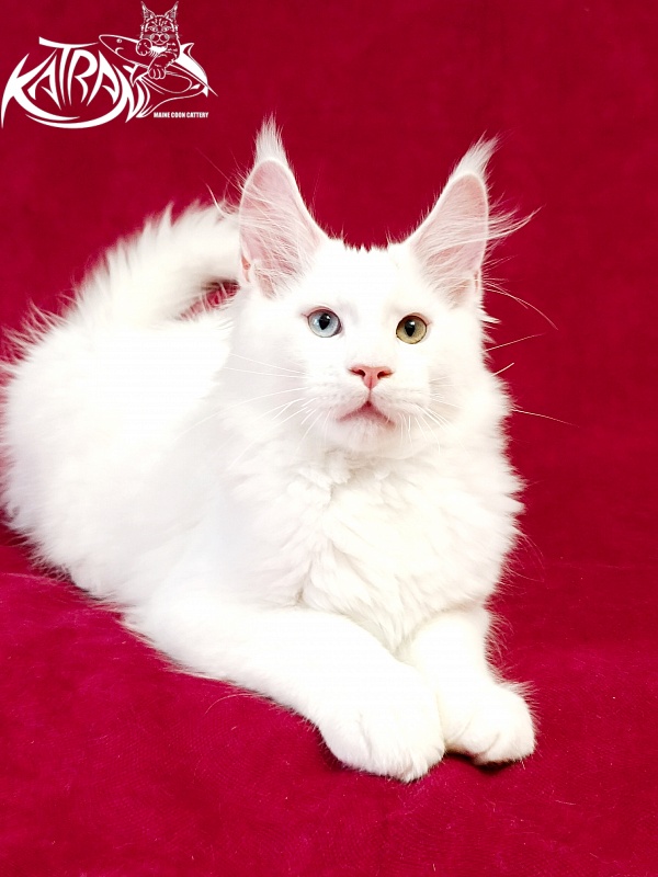 Katran Porsche - Kitten maine-coon 3 months