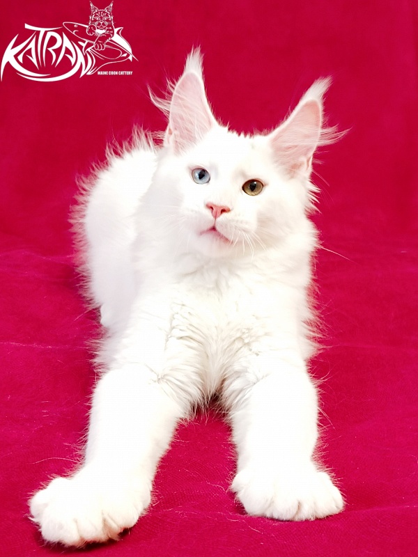 Katran Porsche - Kitten maine-coon 3 months