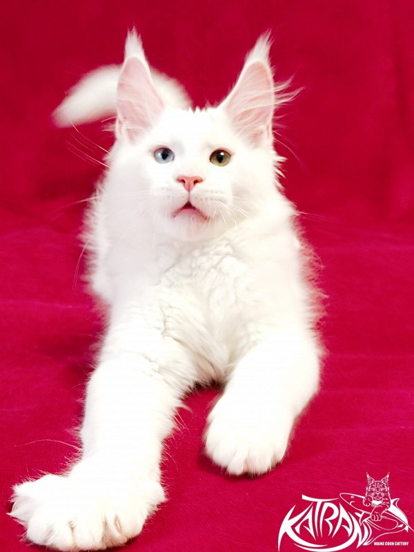 Katran Porsche - Kitten maine-coon 3 months