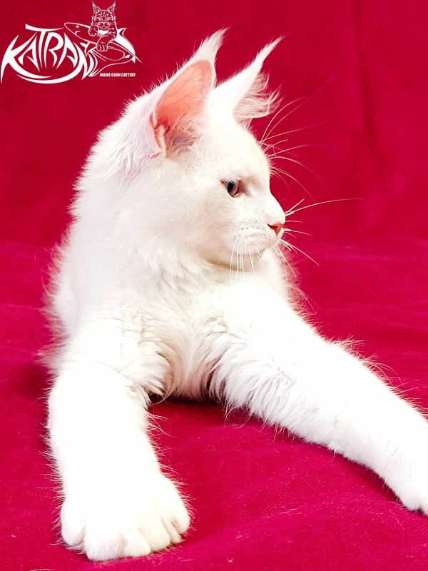 Katran Porsche - Kitten maine-coon 3 months