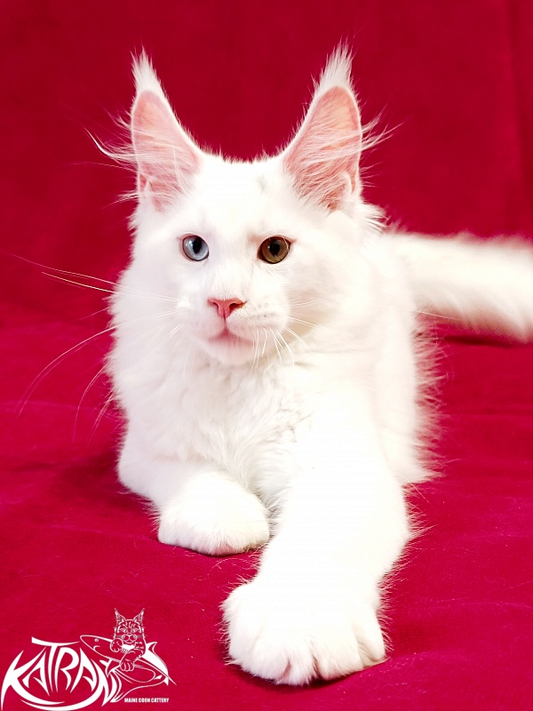Katran Porsche - Kitten maine-coon 3 months
