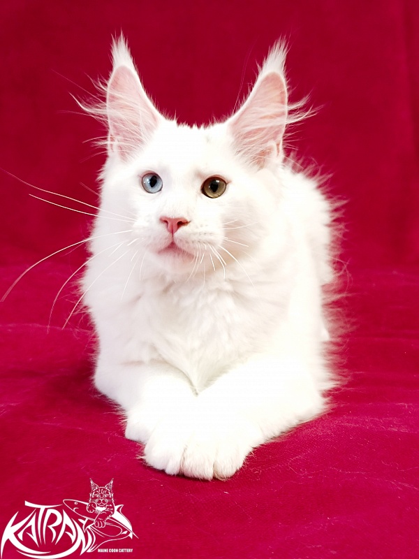 Katran Porsche - Kitten maine-coon 3 months