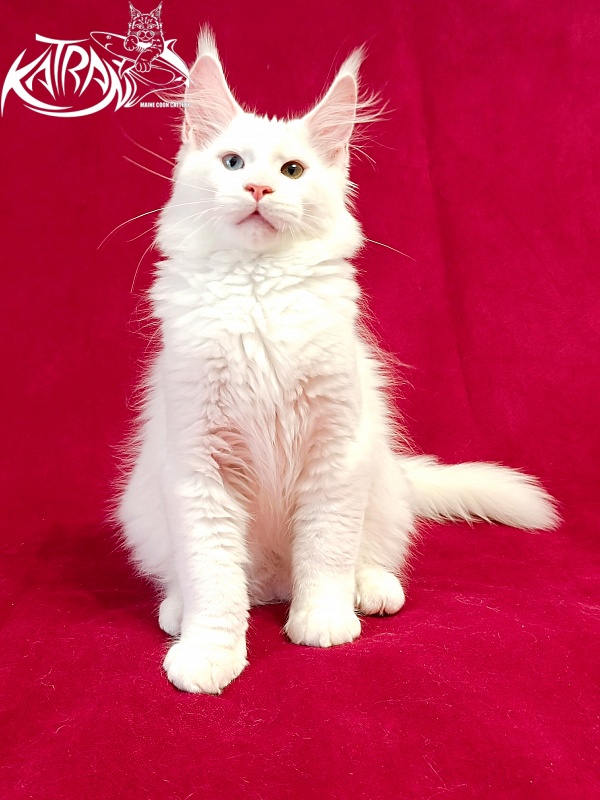 Katran Porsche - Kitten maine-coon 3 months