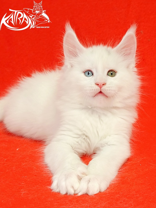 Katran Porsche - Kitten maine-coon 1 month 1.5 week