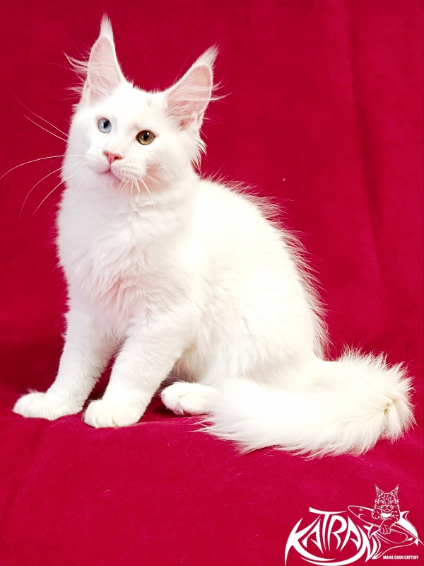 Katran Porsche - Kitten maine-coon 3 months