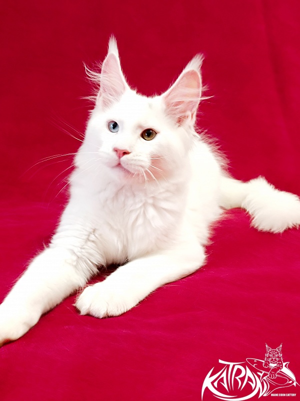 Katran Porsche - Kitten maine-coon 3 months