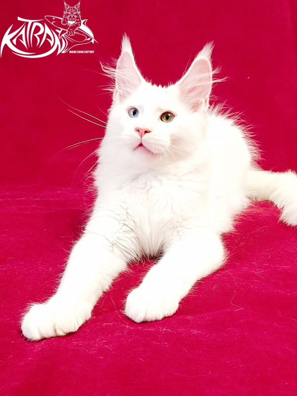 Katran Porsche - Kitten maine-coon 3 months