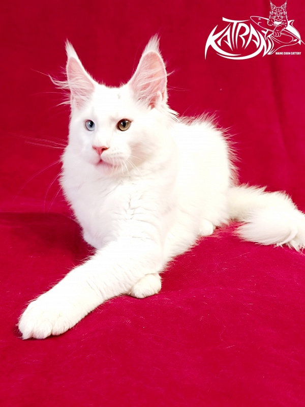 Katran Porsche - Kitten maine-coon 3 months