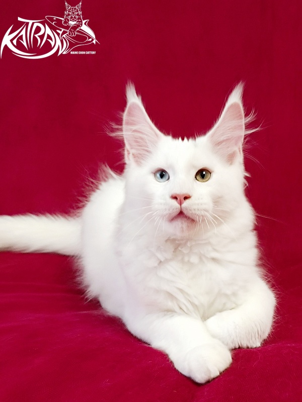 Katran Porsche - Kitten maine-coon 3 months