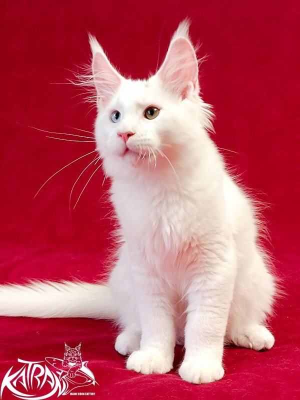 Katran Porsche - Kitten maine-coon 3 months
