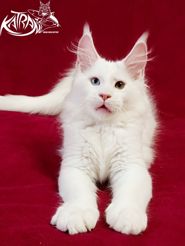 Katran Porsche - Kitten maine-coon 3 months