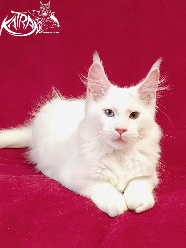 Katran Porsche - Kitten maine-coon 3 months