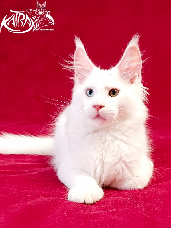 Katran Porsche - Kitten maine-coon 3 months