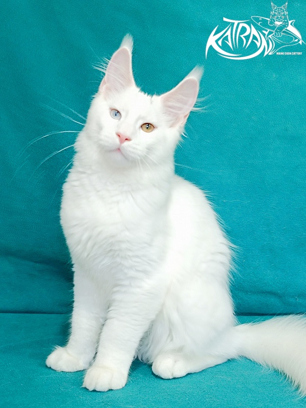 Katran Porsche - Kitten maine-coon 4 months