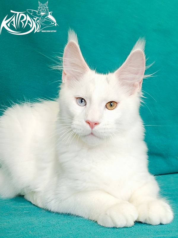 Katran Porsche - Kitten maine-coon 4 months