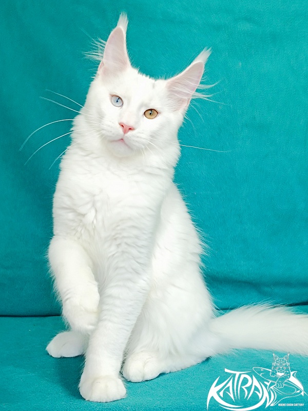Katran Porsche - Kitten maine-coon 4 months