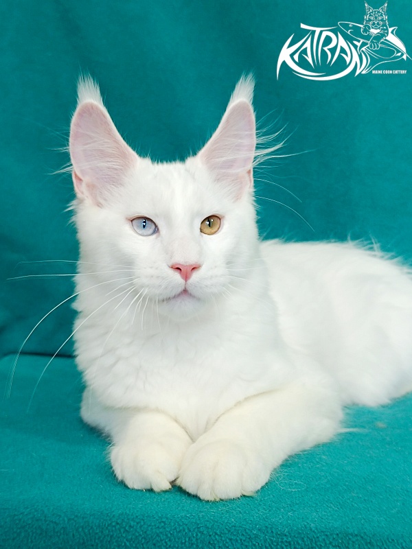 Katran Porsche - Kitten maine-coon 4 months