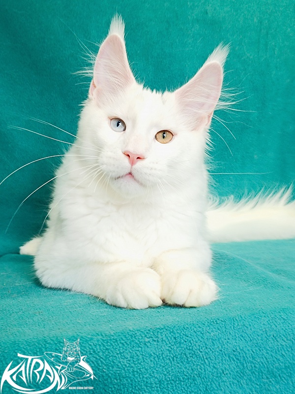 Katran Porsche - Kitten maine-coon 4 months