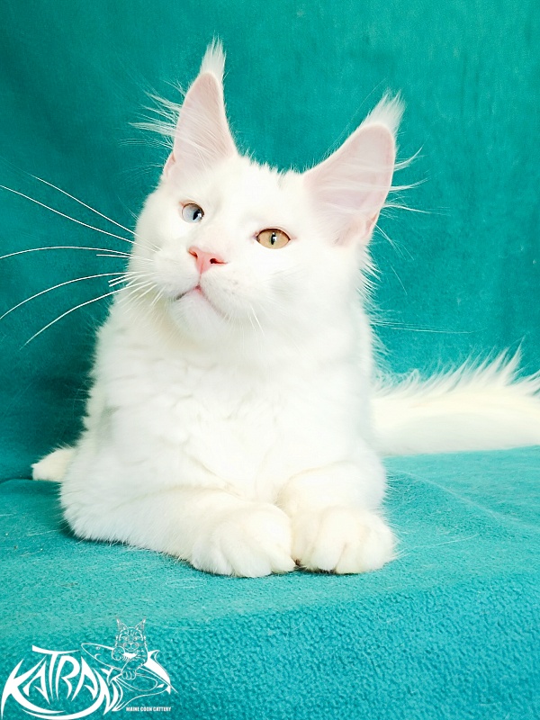 Katran Porsche - Kitten maine-coon 4 months