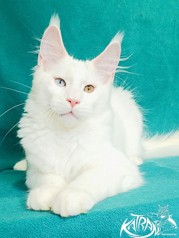 Katran Porsche - Kitten maine-coon 4 months