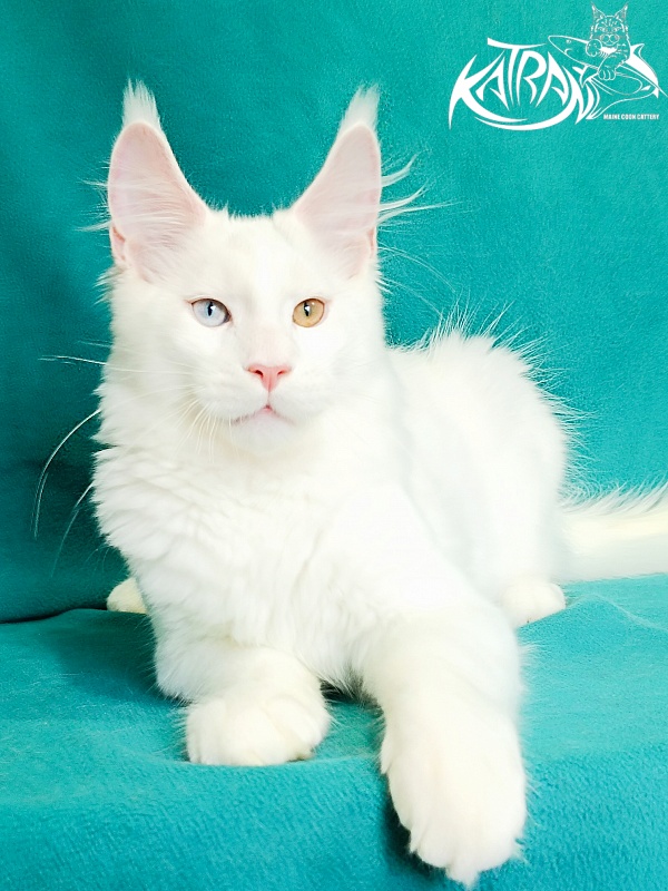 Katran Porsche - Kitten maine-coon 4 months