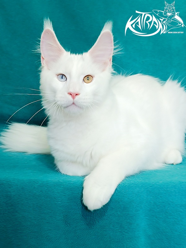 Katran Porsche - Kitten maine-coon 4 months