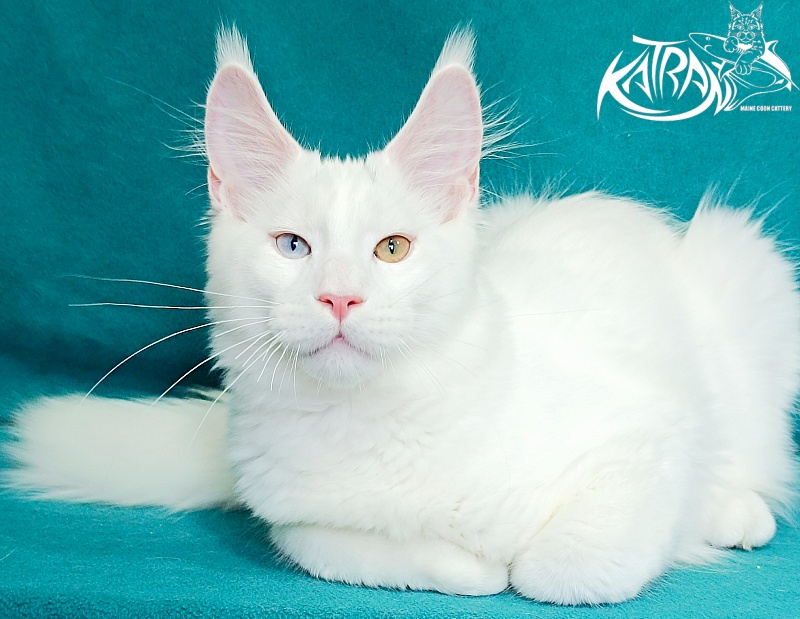 Katran Porsche - Kitten maine-coon 4 months