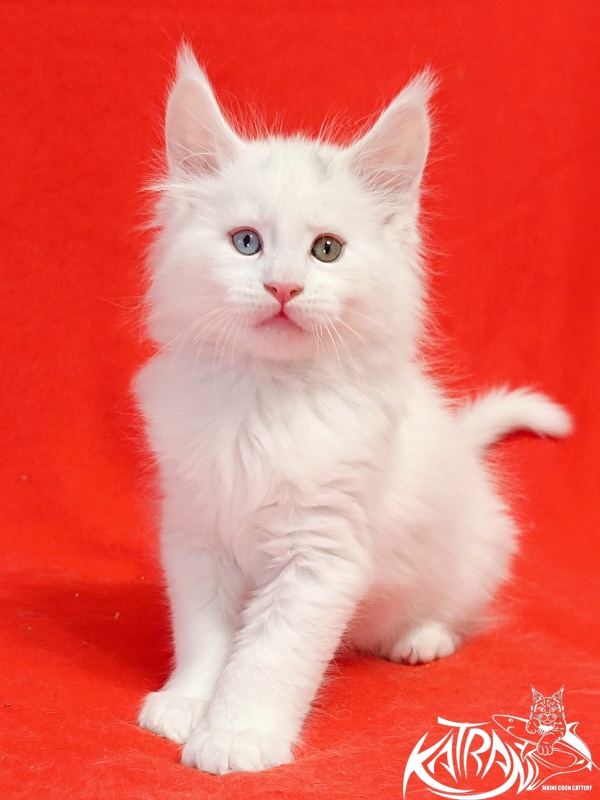 Katran Porsche - Kitten maine-coon 1 month 1.5 week