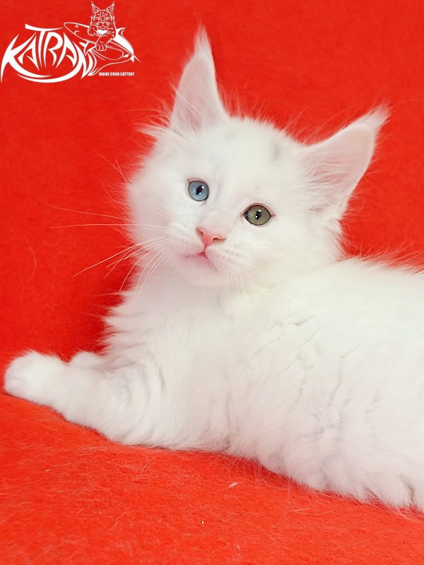 Katran Porsche - Kitten maine-coon 1 month 1.5 week