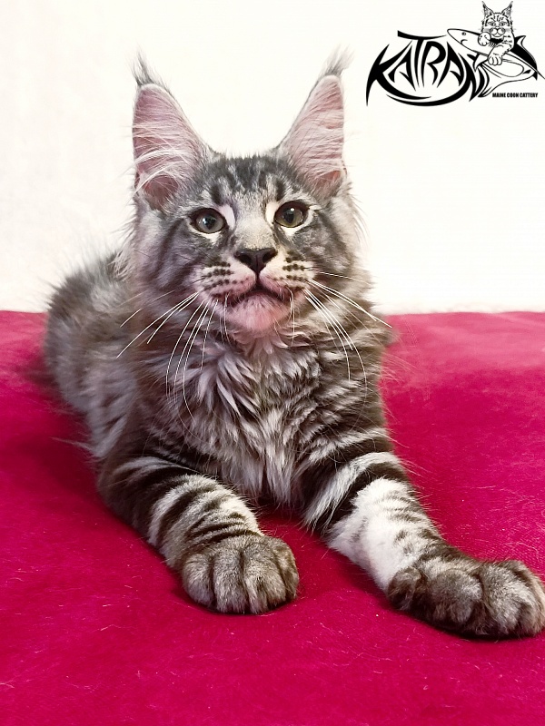 Katran Pascal - Kitten maine-coon 3 months