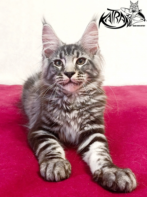 Katran Pascal - Kitten maine-coon 3 months