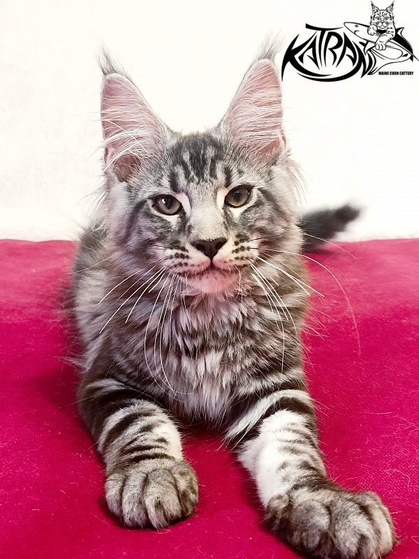 Katran Pascal - Kitten maine-coon 3 months